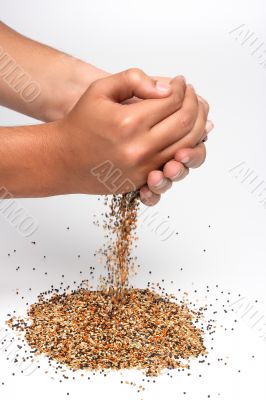 Birdseed and hands
