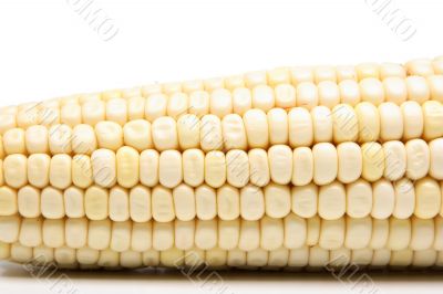 Corn on the cob close-up 3