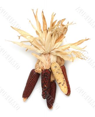 Corn on the cob in wall