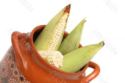 Corns on the cobs in pot 3