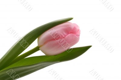 single pink tulip isolated