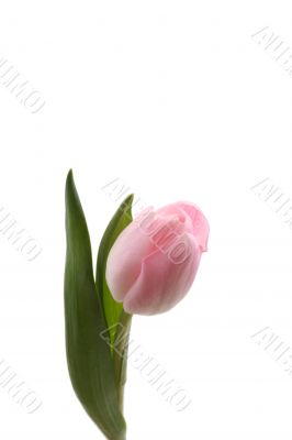 single pink tulip isolated