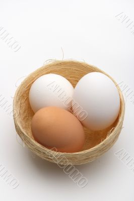 Eggs on nest