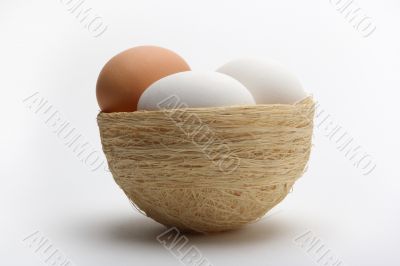 Eggs on nest 5