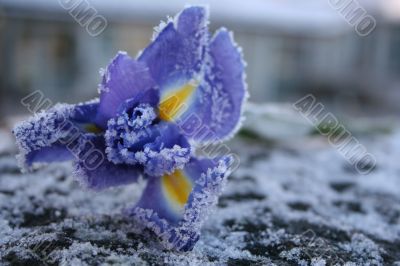 iris in morning