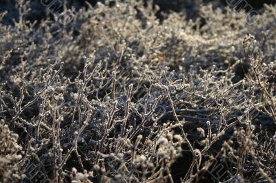 plants with drow