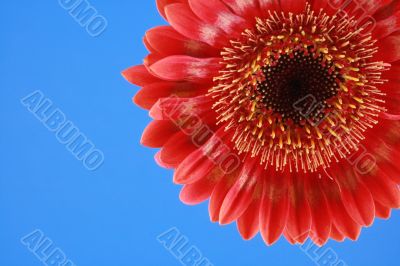 bright