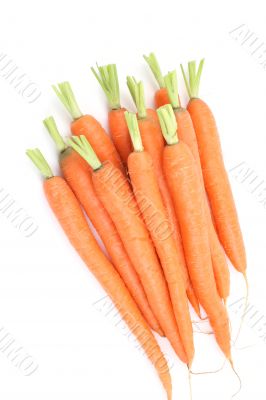 fresh carrots