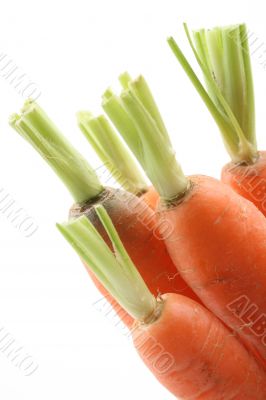 fresh carrots