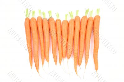 fresh carrots