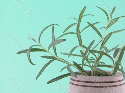 rosemary