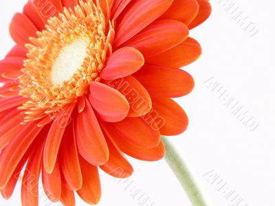 pretty in orange