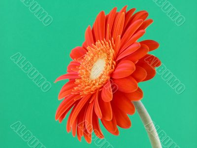 pretty in orange