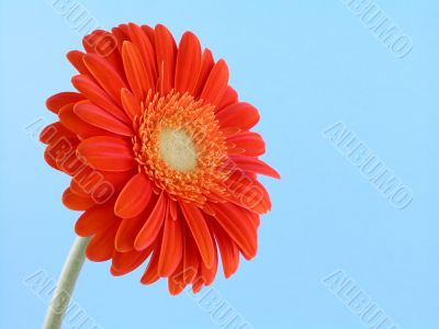 pretty in orange