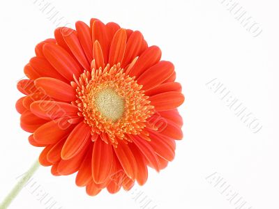pretty in orange
