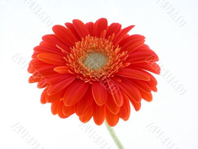 pretty in orange