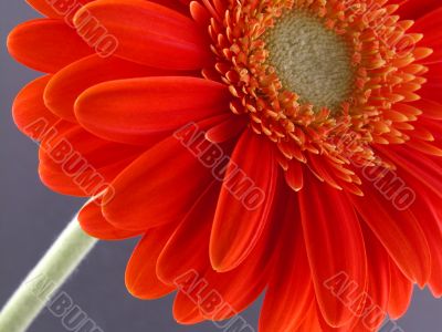pretty in orange