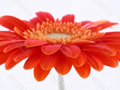 pretty in orange