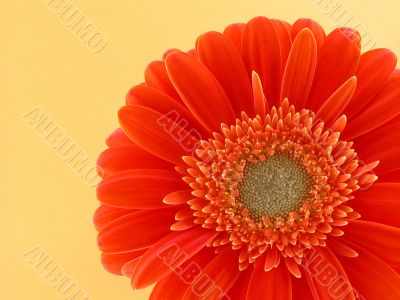 pretty in orange