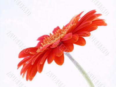 pretty in orange