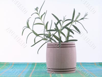 rosemary