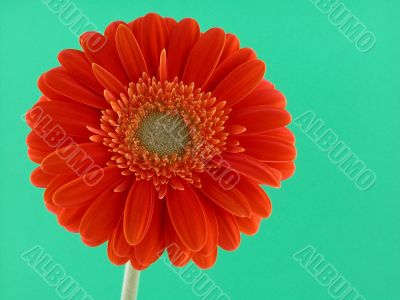 pretty in orange