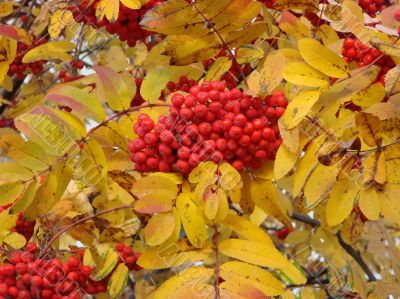 Autumn Rowan tree berries clusters