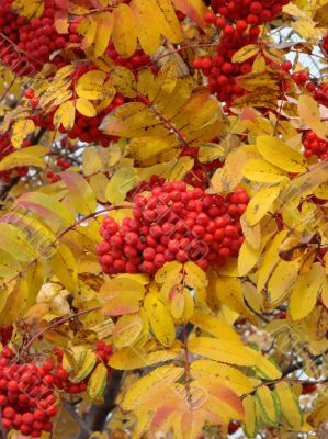 Autumn Rowan tree berries clusters