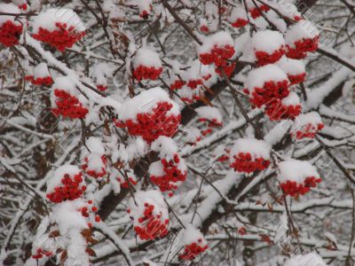 Snowy winter rowan tree berries clusters