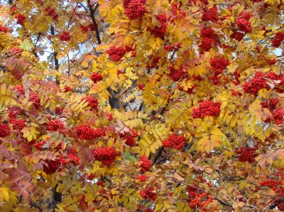 Autumn Rowan tree berries clusters