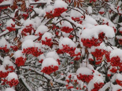 Snowy winter rowan tree berries clusters