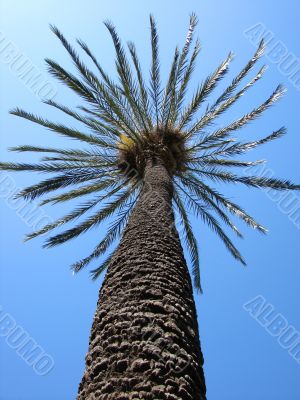 Blossoming palm tree