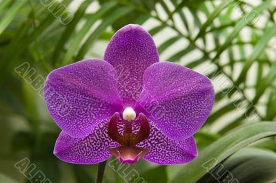 Purple orchid flower