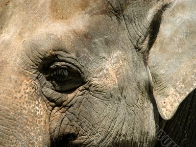 Elephant Eye