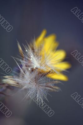 wild flower macro