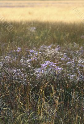 Meadow