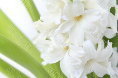 hyacinth flowers