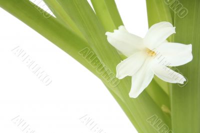 flowers hyacinth