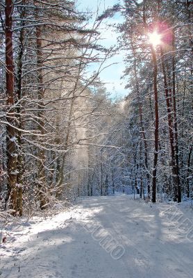Winter snowy road thru morning pine wood