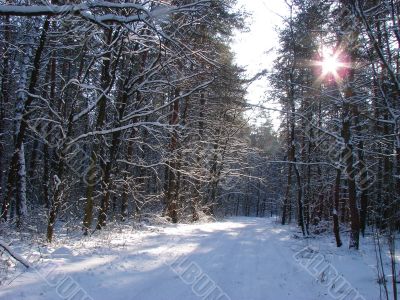 Winter snowy road thru morning pine wood
