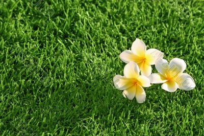 grass background & flowers