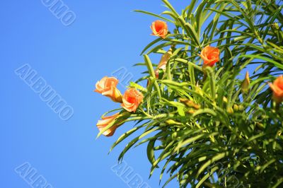 Tropical flowers on a background of the sky