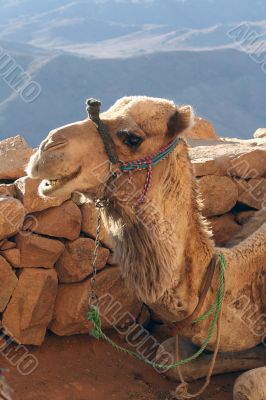The camel smiles.