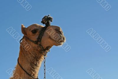 The camel smiles