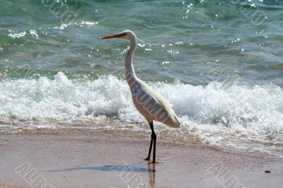 Bird near the sea