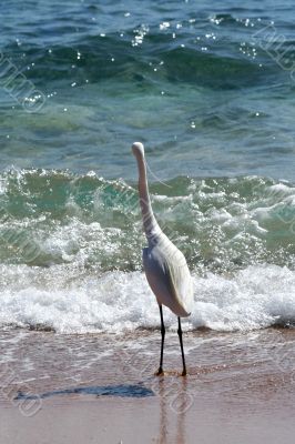 Bird near the sea