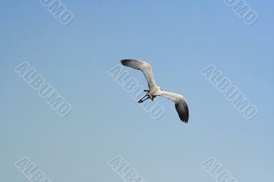 The bird flies