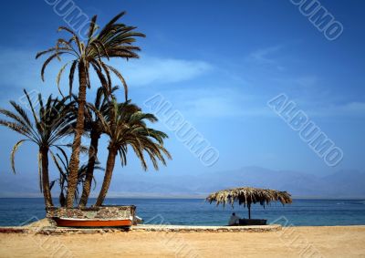 palms, beach and men