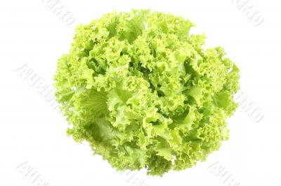 lettuce - lollo bindo