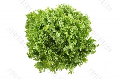 lettuce - lollo bindo